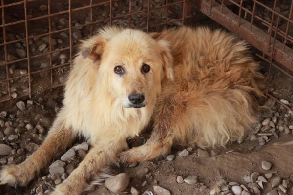 HAYDEN - reserviert Tierhilfe Lebenswert DR 15.11. - vermittelt – Bild 2