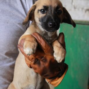 GIULIO – reserviert Tierschutz Team Europa e.V. (AL) - vermittelt
