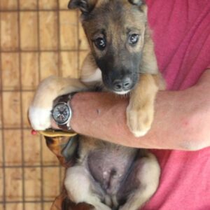 MAXI - Notfall - reserviert Lorraine - vermittelt