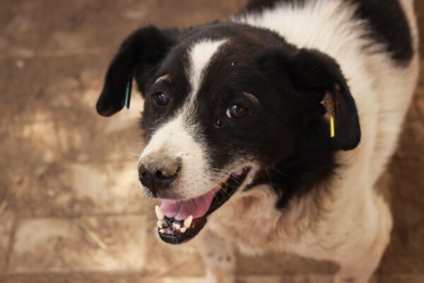 NANJO - Gnadenplatzhund seit dem 10.09.2021 - RBB 07.12.2021 – Bild 4