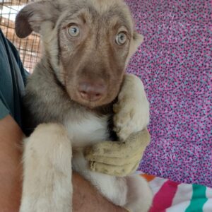 CAMELLO - reserviert Lorraine - vermittelt