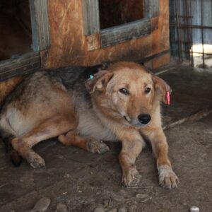 SELLY - reserviert Betty - vermittelt