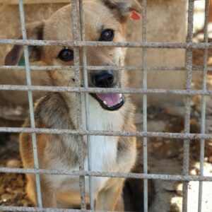PIXIE - reserviert  Betty - vermittelt