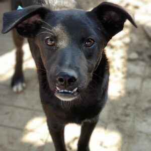 RUSTY - reserviert 4animals vermittelt