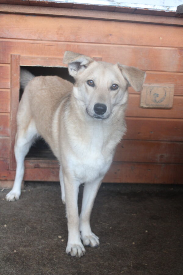 NASHIRA - reserviert Tierhilfe Lebenswert DR (13.02.) - vermittelt – Bild 6