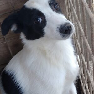PIPPA - reserviert Betty - vermittelt