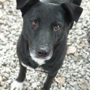WATSON (♂) - seit mind. 2021 im Shelter - ausgereist zur Tierhilfe Lebenswert DR 04.07.25