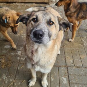SHEKU - auf Pflegestelle in PLZ 86 *vermittelt*