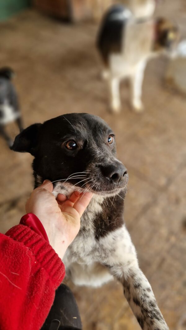 ARCHIE - reserviert Tierhilfe Curacanis e.V. – Bild 3