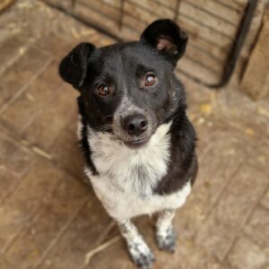 ARCHIE - reserviert Tierhilfe Curacanis e.V.