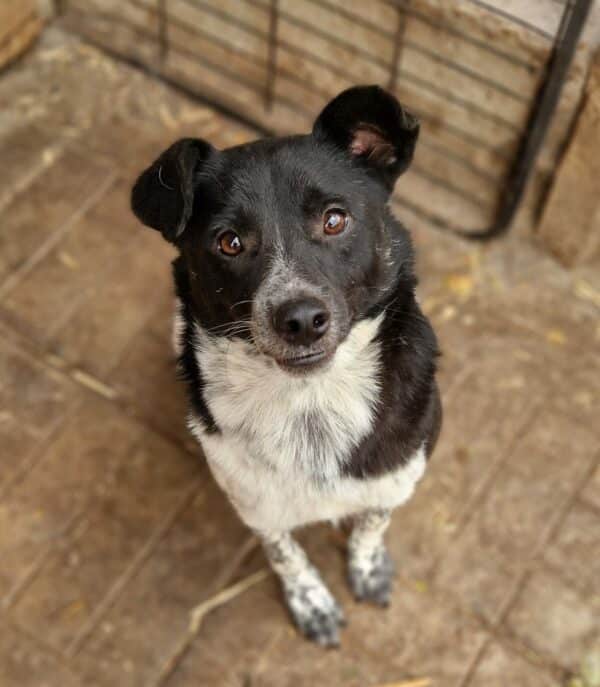 ARCHIE - reserviert Tierhilfe Curacanis e.V.