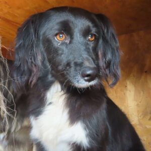 ROSALY (♀) - ausgereist zum TH Filderstadt (AL)