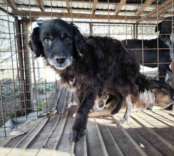 GRAND (♂) - ca. 2011 geboren - stark verfilzt - seit mind. Juli 2021 im Shelter - reserviert Tierhilfe Lebenswert DR - vermittelt – Bild 7
