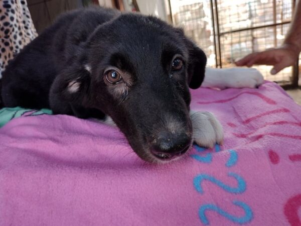 PEACHES - reserviert PVA - vermittelt – Bild 2