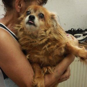 URSO - nicht vermittelbar (Bestandshund in Campina)