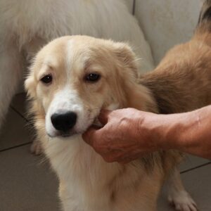 LIONEL - reserviert Second Chance Dogs - vermittelt