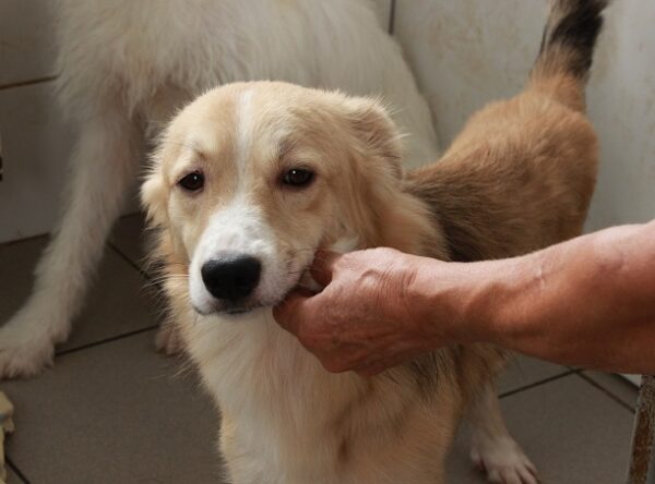 LIONEL - reserviert Second Chance Dogs - vermittelt