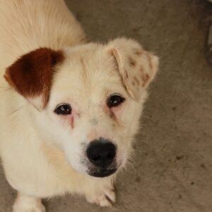 TOFTE - reserviert Betty - vermittelt