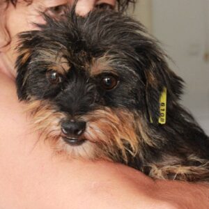 TINI - reserviert Lorraine - vermittelt