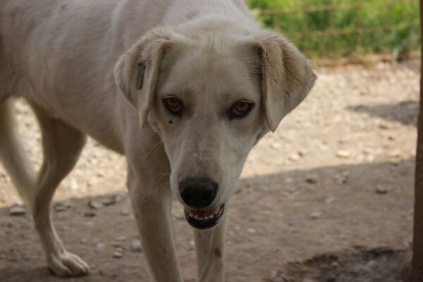 ROMO (♂) – Bild 14
