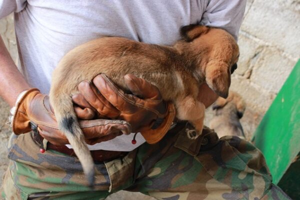 GIULIO – reserviert Tierschutz Team Europa e.V. (AL) - vermittelt – Bild 2