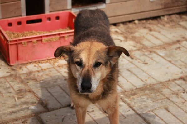 ARANI - reserviert 4animals - vermittelt – Bild 2