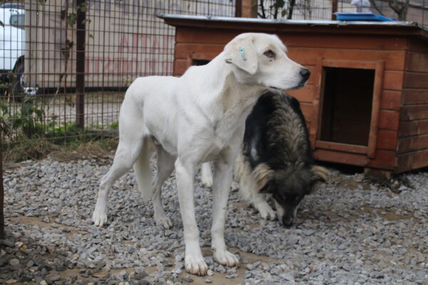 ROMO (♂) – Bild 9