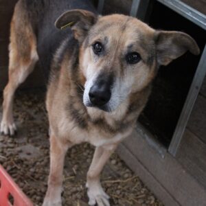 ARANI - reserviert 4animals - vermittelt