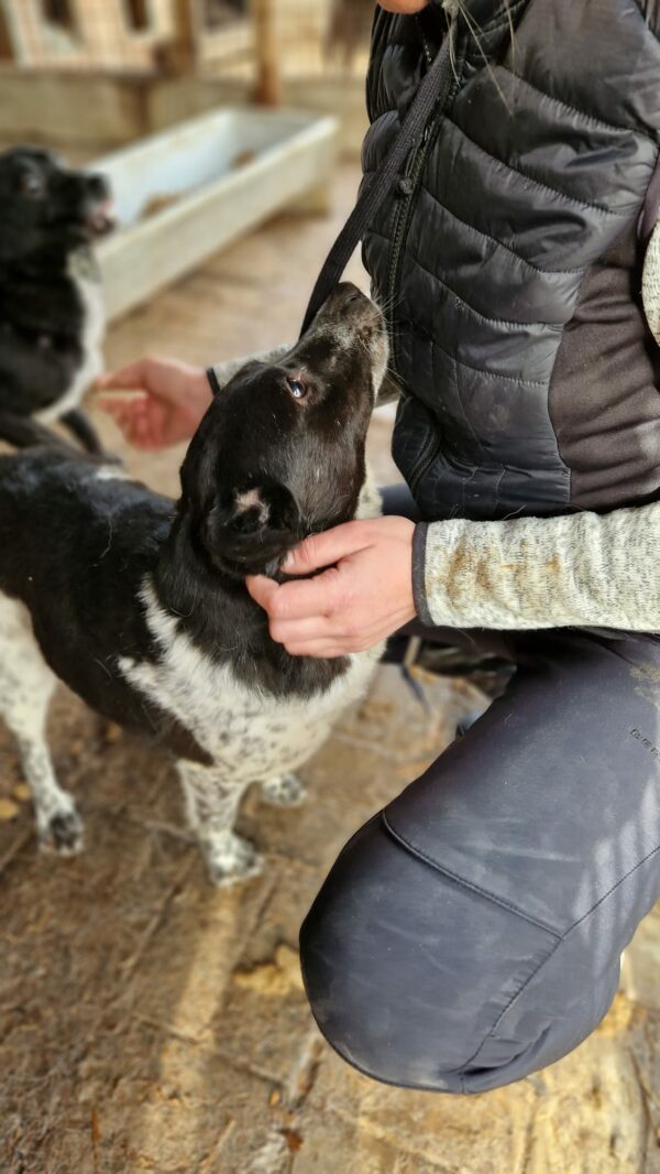 ARCHIE - reserviert Tierhilfe Curacanis e.V. – Bild 4