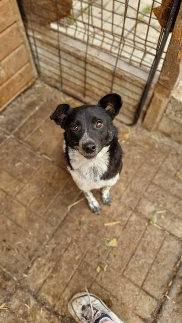 ARCHIE - reserviert Tierhilfe Curacanis e.V. – Bild 2