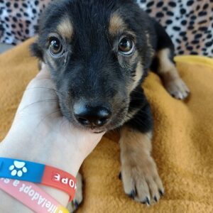 CHESTNUT - auf Pflegestelle in PLZ 9 - vermittelt