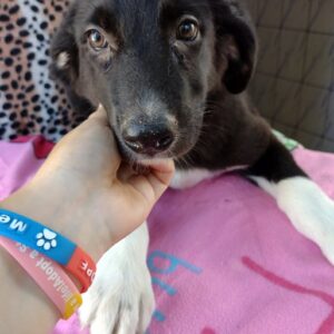 PEACHES - reserviert PVA - vermittelt