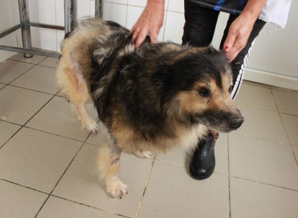 TOMTE - med. Notfall - reserviert NadineZ - vermittelt – Bild 3
