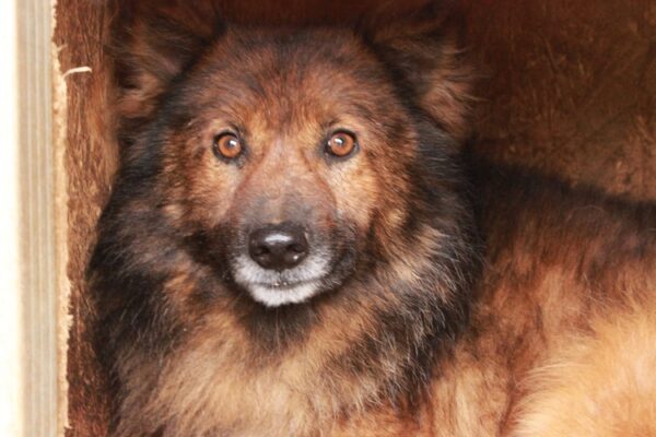 TALUH - reserviert Tierhilfe Lebenswert DR - vermittelt – Bild 3
