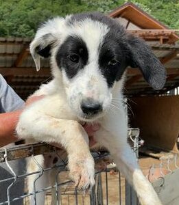 RUBY - reserviert Lorraine - vermittelt