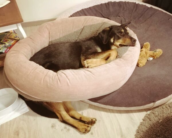 Kermit in 45701 Herten *vermittelt* – Bild 2
