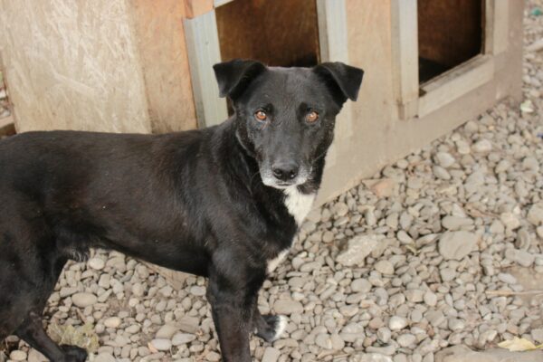WATSON (♂) - seit mind. 2021 im Shelter - ausgereist zur Tierhilfe Lebenswert DR 04.07.25 – Bild 7
