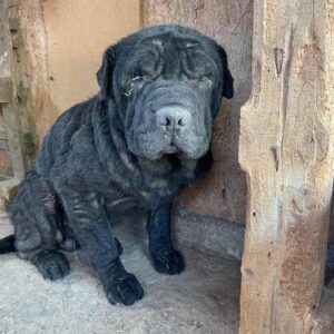 AHMON - Shar Pei - reserviert Anna - vermittelt