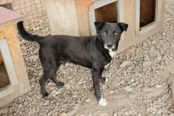 WATSON (♂) - seit mind. 2021 im Shelter - ausgereist zur Tierhilfe Lebenswert DR 04.07.25 – Bild 6
