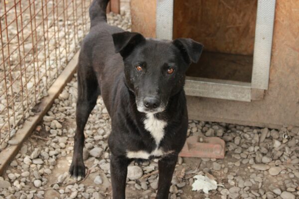 WATSON (♂) - seit mind. 2021 im Shelter - ausgereist zur Tierhilfe Lebenswert DR 04.07.25 – Bild 5