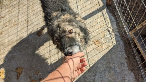 ANDREW - reserviert Tierhilfe Lebenswert vermittelt – Bild 10