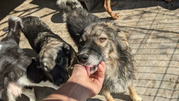 ANDREW - reserviert Tierhilfe Lebenswert vermittelt – Bild 11