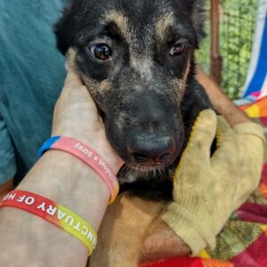 ANGUS - auf Pflegestelle in PLZ 5 - vermittelt