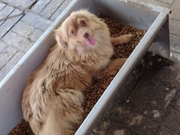 MANILA - reserviert Betty - vermittelt – Bild 3