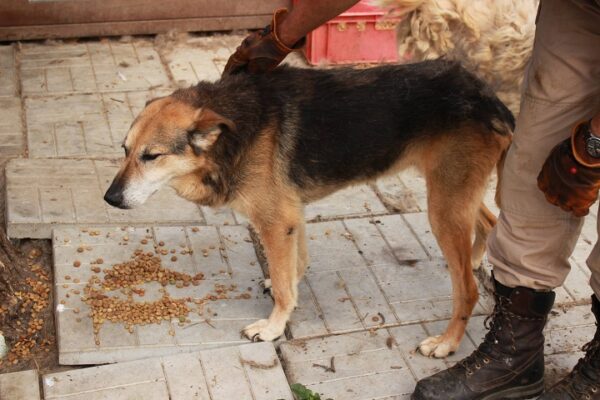 ARANI - reserviert 4animals - vermittelt – Bild 3
