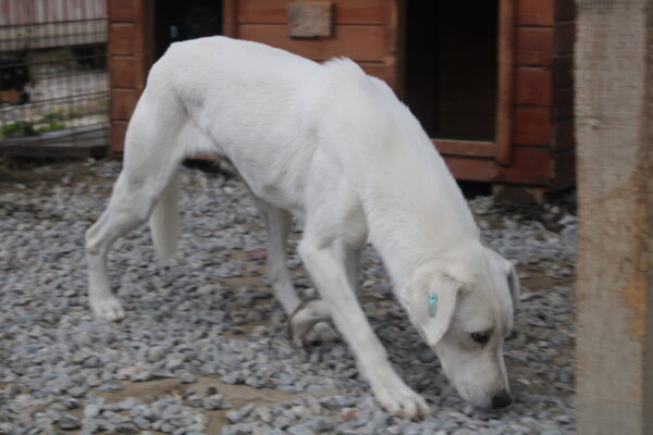 ROMO (♂) – Bild 10