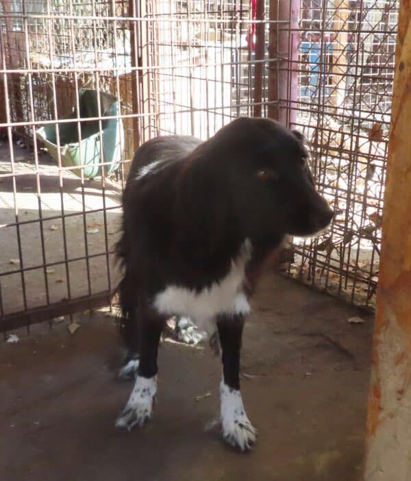 ROSALY (♀) - ausgereist zum TH Filderstadt (AL) – Bild 6