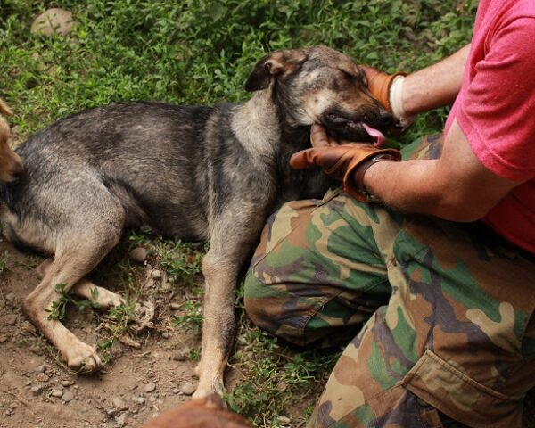 ELANI - reserviert TINO - vermittelt – Bild 3