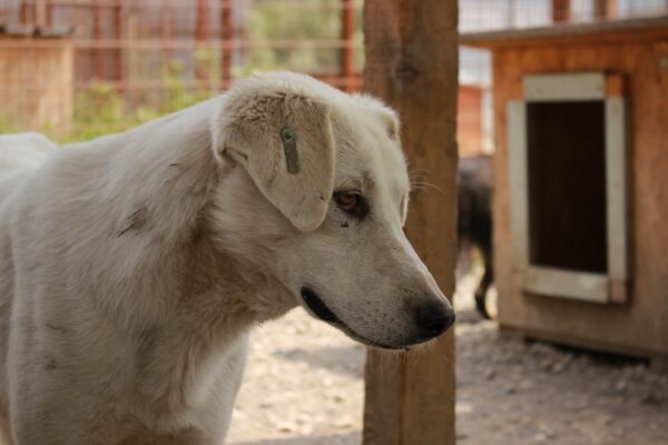 ROMO (♂) – Bild 15