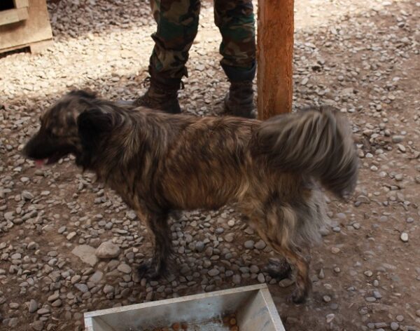 NIKO - ausgereist zur Tierhilfe Lebenswert – Bild 4